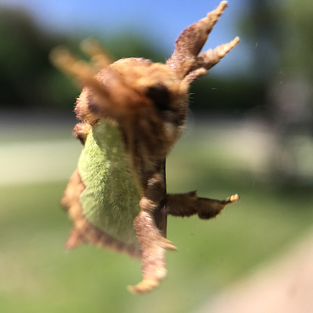Lepidoptera Moths - Limacodidae - Euclea incisa