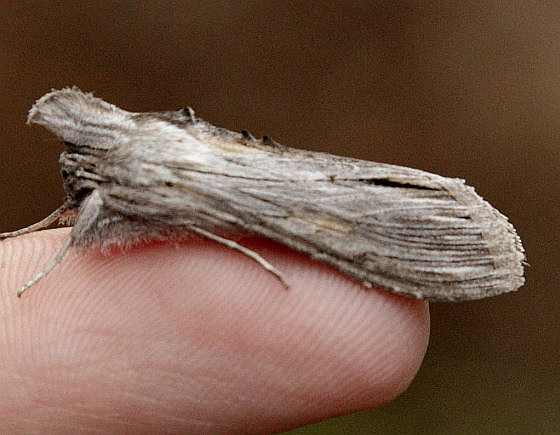 Lepidoptera Moths - Noctuidae - Cucullia