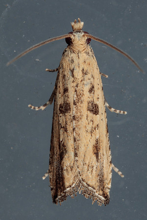 Lepidoptera Moths - Tortricidae - Bactra verutana