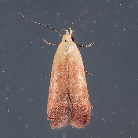 Lepidoptera Moths - Gelechiidae - Anacampsis fullonella