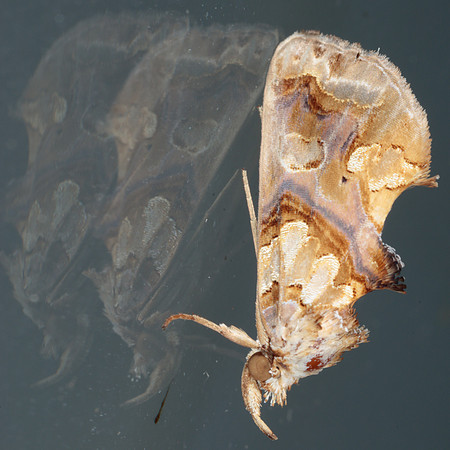 Lepidoptera Moths - Erebidae - Plusiodonta compressipalpis2
