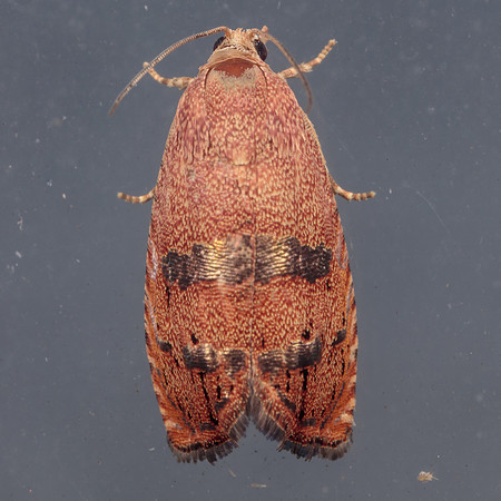 Lepidoptera Moths - Tortricidae - Cydia latiferreana