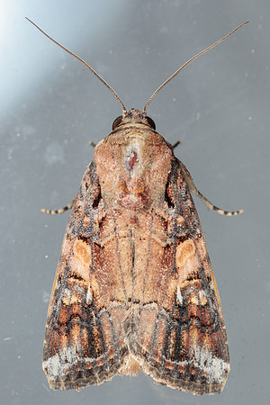 Lepidoptera Moths - Noctuidae - Spodoptera frugiperda2