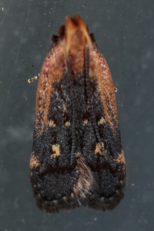 Lepidoptera Moths - Gelechiidae - Dichomeris costarufoella
