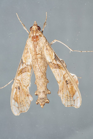 Lepidoptera Moths - Crambidae - Terastia meticulosalis