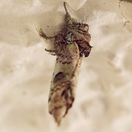 Lepidoptera Moths - Notodontidae - Schizura unicornis1