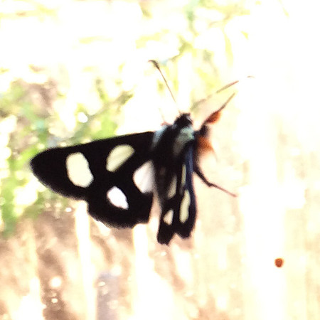 Lepidoptera Moths - Noctuidae - Alypia octomaculata1
