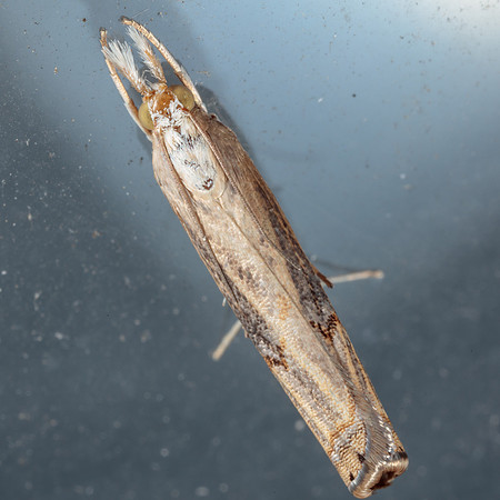 Lepidoptera Moths - Crambidae - zz maybe Parapediasia teterrellus