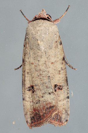 Lepidoptera Moths - Noctuidae - Anicla infecta