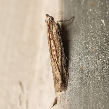 Lepidoptera Moths - Pyralidae sp1