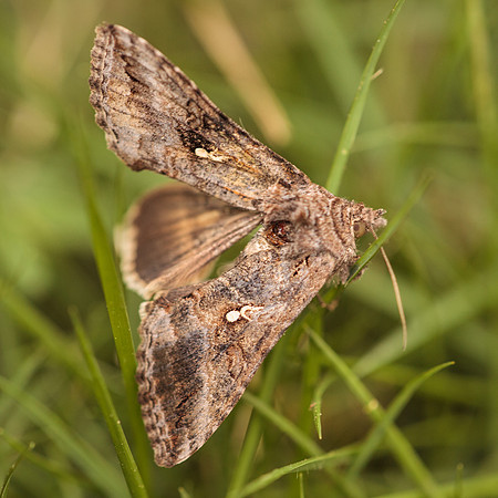 Lepidoptera Moths - Noctuidae - Rachiplusia ou