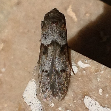 Lepidoptera Moths - Blastobasidae