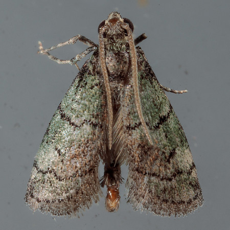 Lepidoptera Moths - Pyralidae - Cacotherapia