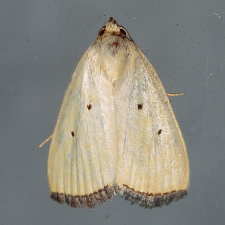 Lepidoptera Moths - Noctuidae - Marimatha nigrofimbria