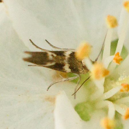 Lepidoptera Moths - Scythrididae - Scythris trivinctella