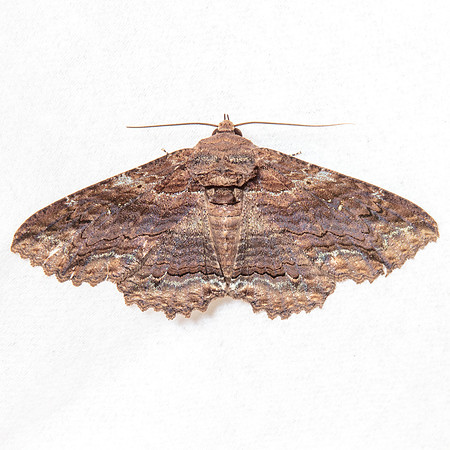 Lepidoptera Moths - Erebidae - Zale lunata2