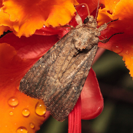 Lepidoptera Moths - Noctuidae - Spodoptera frugiperda1
