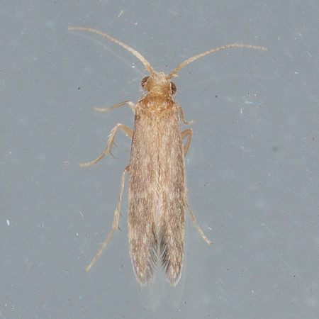 Lepidoptera Moths - Tischeriidae - Tischeria