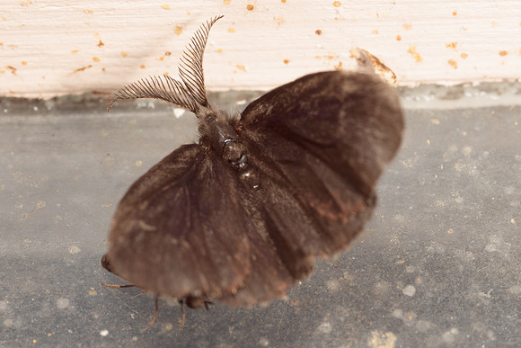 Lepidoptera Moths - Psychidae - Cryptothelea nigrita