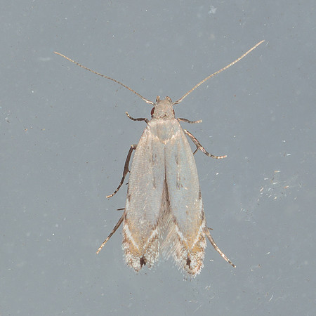Lepidoptera Moths - Gelechiidae  - Battaristis