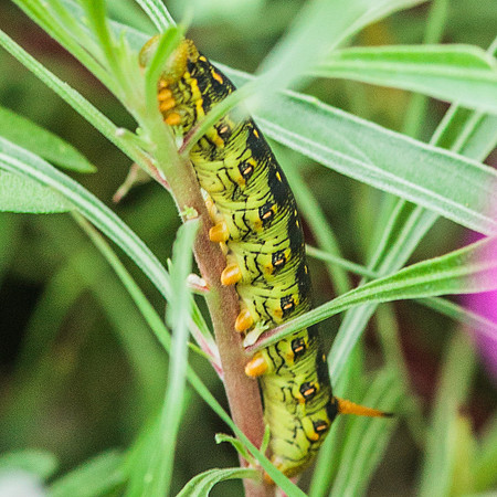 Lepidoptera Moths - Sphingidae - Hyles lineata0
