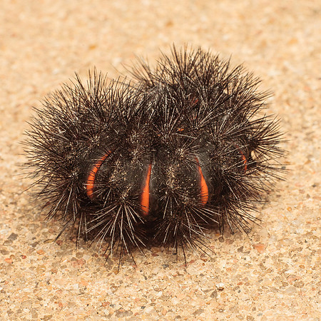 Lepidoptera Moths - Erebidae - Hypercompe scribonia