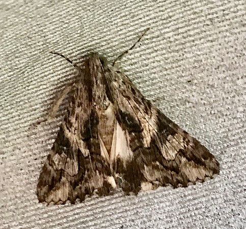 Lepidoptera Moths - Erebidae - Melipotis jucunda