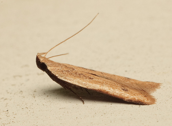 Lepidoptera Moths - Gelechiidae - Mesophleps adustipennis
