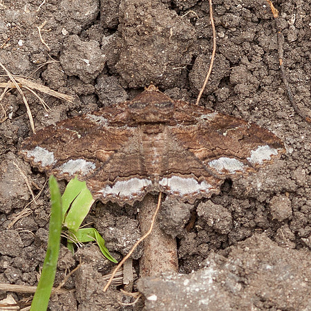 Lepidoptera Moths - Erebidae - Zale lunata1