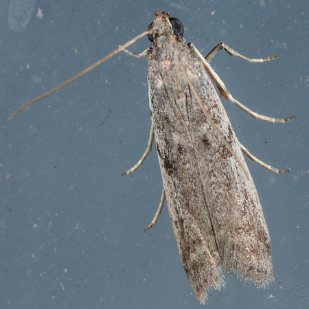 Lepidoptera Moths - Pyralidae - Phycitodes reliquellum