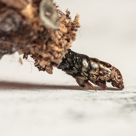 Lepidoptera Moths - Psychidae - Thyridopteryx ephemeraeformis