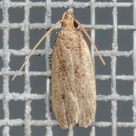 Lepidoptera Moths - zz maybe Glyphidocera