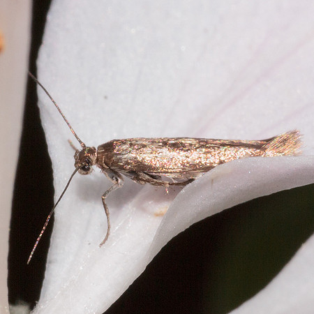 Lepidoptera Moths - Scythrididae