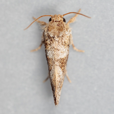 Lepidoptera Moths - Tineidae - Acrolophus piger