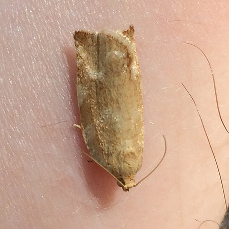 Lepidoptera Moths - Tortricidae - Archips semiferana