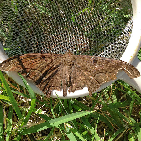 Lepidoptera Moths - Erebidae - Ascalapha odorata