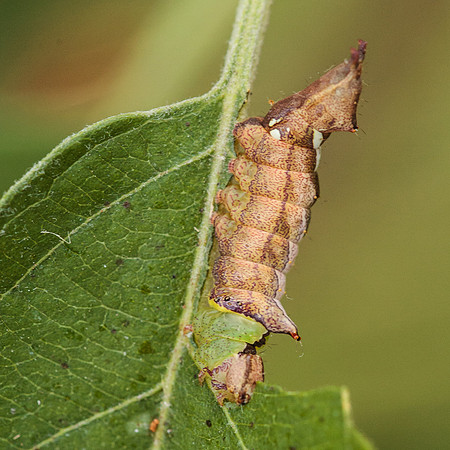 Lepidoptera Moths - Notodontidae - Schizura unicornis0