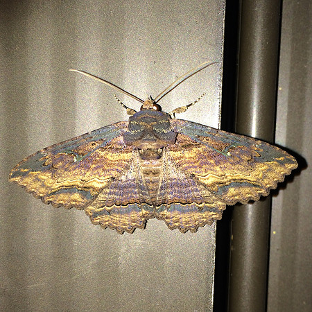 Lepidoptera Moths - Erebidae - Zale lunata3