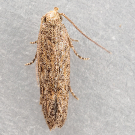 Lepidoptera Moths - Gelechiidae - Gnorimoschemini