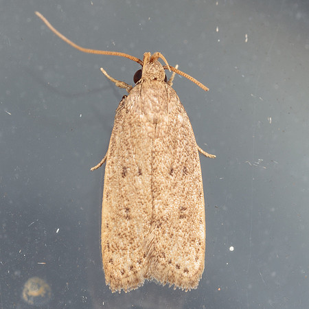 Lepidoptera Moths - Autostichidae - Autosticha kyotensis