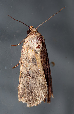 Lepidoptera Moths - Noctuidae - Elaphria chalcedonia