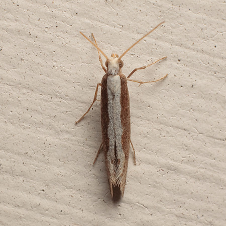 Lepidoptera Moths - Plutellidae - Plutella xylostella
