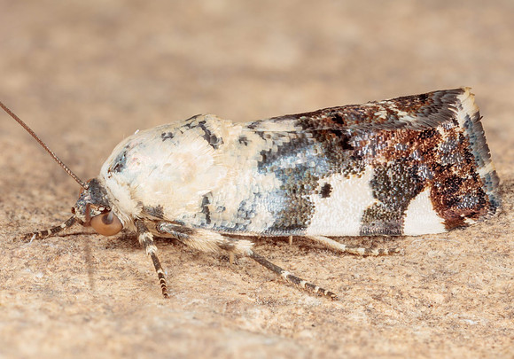 Lepidoptera Moths - Noctuidae - Tarache aprica