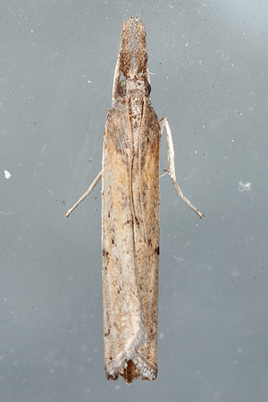 Lepidoptera Moths - Crambidae - Fissicrambus mutabilis
