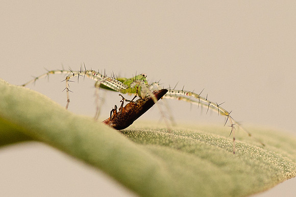 Araneae - Oxyopidae - Peucetia viridans