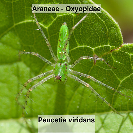 Araneae - Oxyopidae - Peucetia viridans