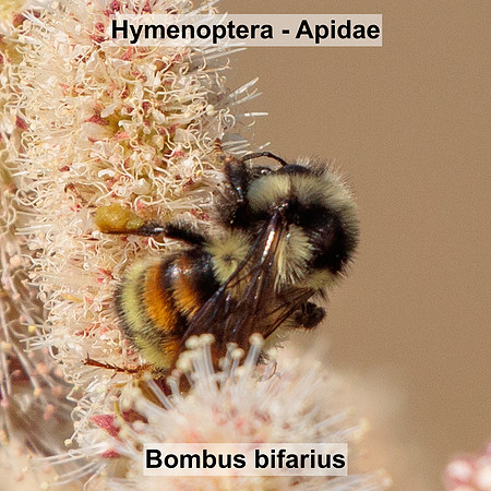 Hymenoptera - Apidae - Bombus bifarius