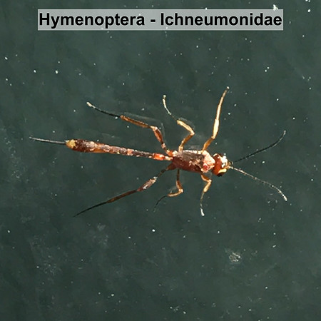 Hymenoptera - Ichneumonidae -- Unidentified sp2
