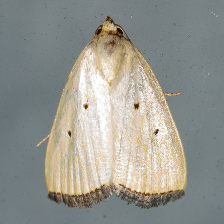 Noctuidae - Marimatha nigrofimbria