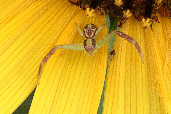Araneae - Thomisidae - Mecaphesa sp.